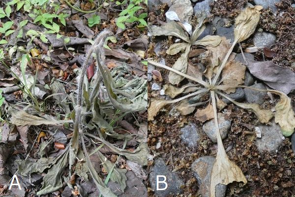 熱湯除草の効果について：地上部の葉が枯れたオオアレノキクとハルジオン