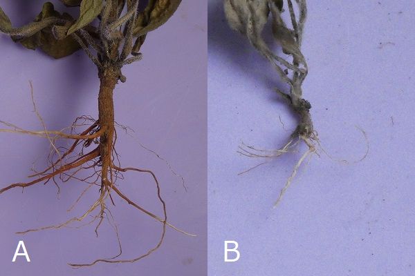 熱湯除草の効果について：オオアレノキクとハルジオンの根