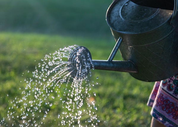 熱湯除草の効果について：ジョウロで水をかける