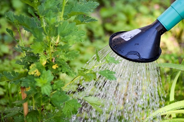 熱湯除草の効果について：ジョウロで水撒き