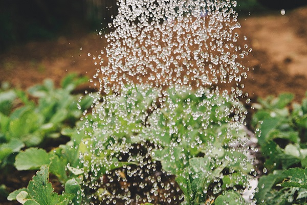 熱湯除草の効果について：大量の水をかける