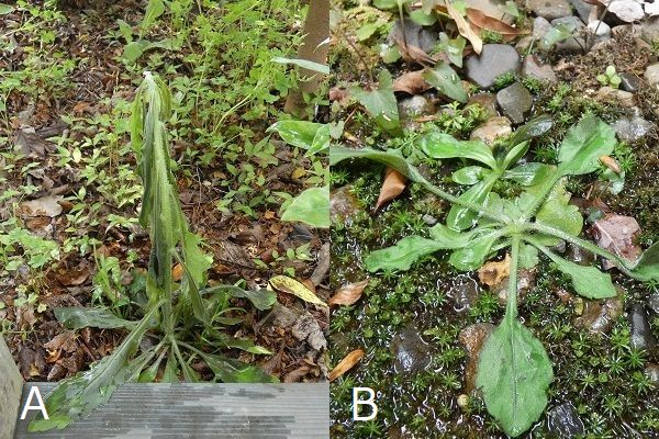 熱湯除草の効果について：熱湯除草直後のオオアレノキクとハルジオン