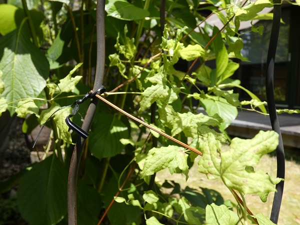 5月の宿根草のお手入れ：オベリスクに誘引されたクレマチス