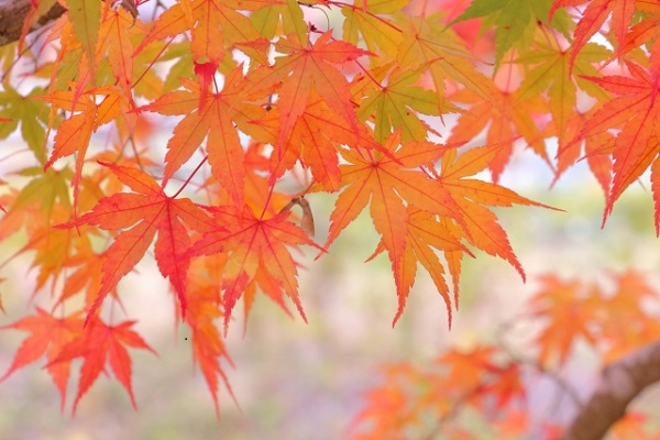 もみじ剪定のコツ:美しい紅葉