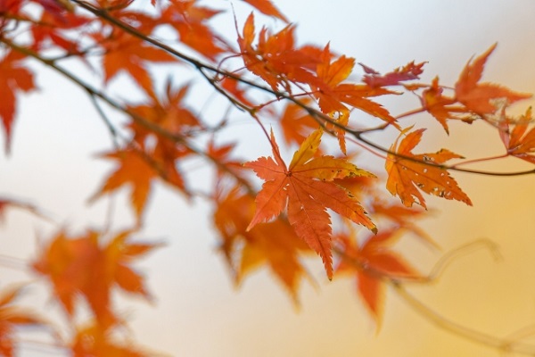 もみじ剪定のコツ:美しい紅葉