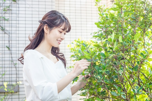 虫がつかないシンボルツリー:庭木を見つめる白い服を着た女性