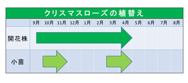 クリスマスローズの育て方①：植え付け