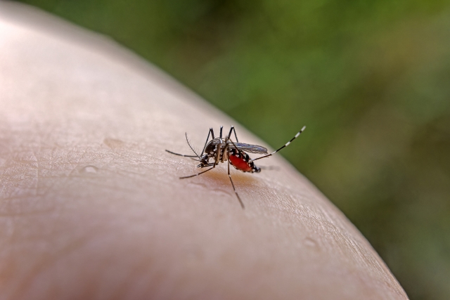蚊の対策：腕にとまった蚊