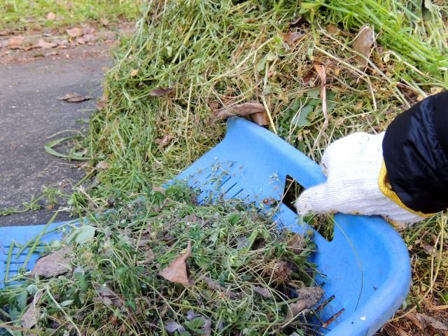 蚊の対策：むしった雑草を集める
