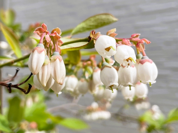ブルーベリーの花