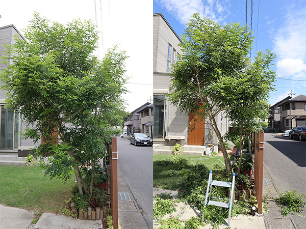 シマトネリコの剪定:幅を詰める