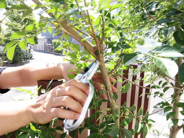 シマトネリコの剪定：大きさを抑える