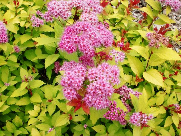 寒さに強いグランドカバー:シモツケ