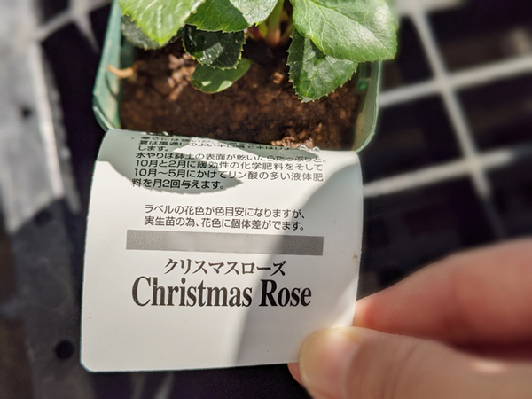 クリスマスローズの買い方：小苗