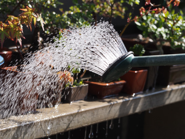 梨の育て方：水やり