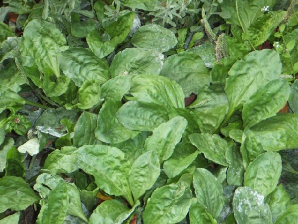 わが家の雑草対策：大きな葉をもつ雑草の戦い方