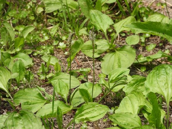 わが家の雑草対策：雑草対策になるオオバコ
