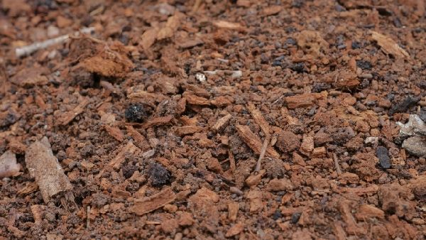 わが家の雑草対策：お庭に山の中の環境を再現する