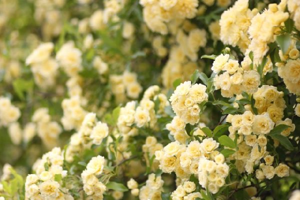 わが家の雑草対策：景観性が良いモッコウバラ