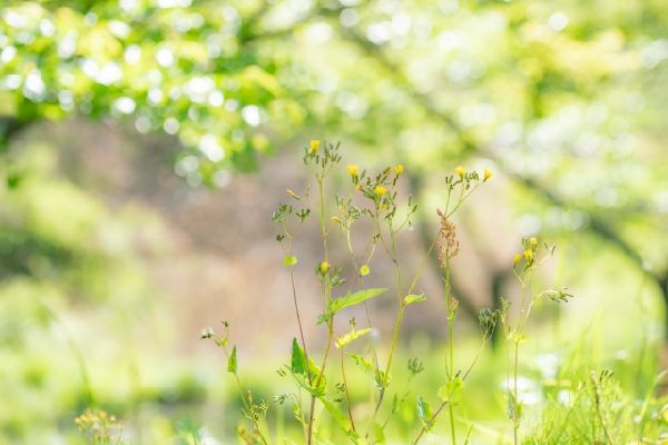 わが家の雑草対策：雑草を庭の仲間にうまく取り入れて楽しい庭管理をしましょう