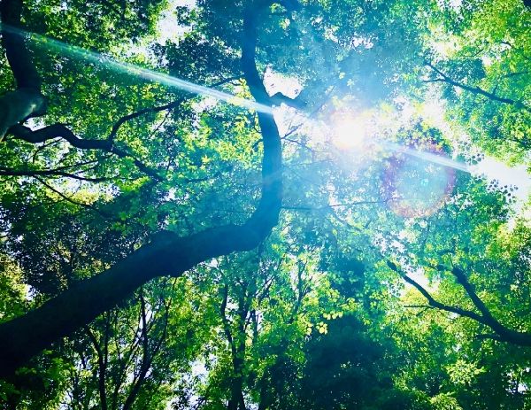 わが家の雑草対策：光合成をさせない事で雑草を枯らす