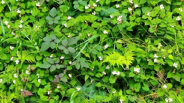 わが家の雑草対策：それぞれの雑草の生きていくための戦略