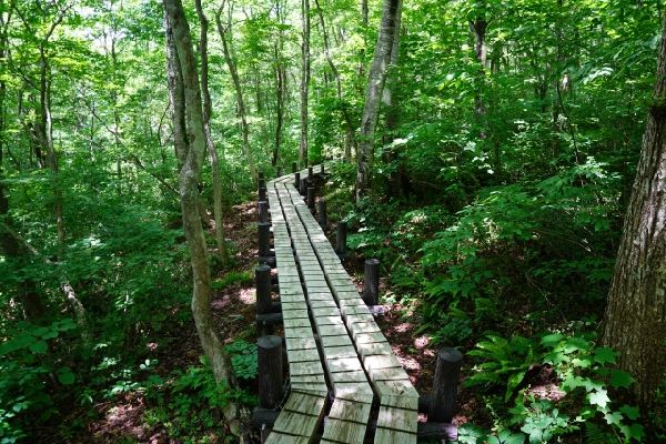 わが家の雑草対策：山の中に雑草がない理由