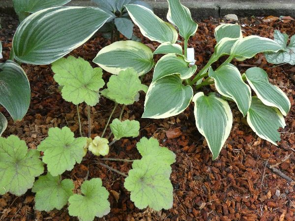 わが家の雑草対策：腐葉土とベラボンの併用で雑草対策