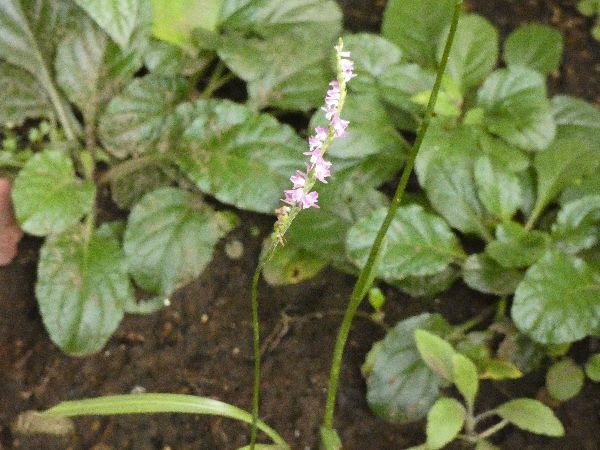 わが家の雑草対策：爆発的な繁殖力を持つ一年草雑草