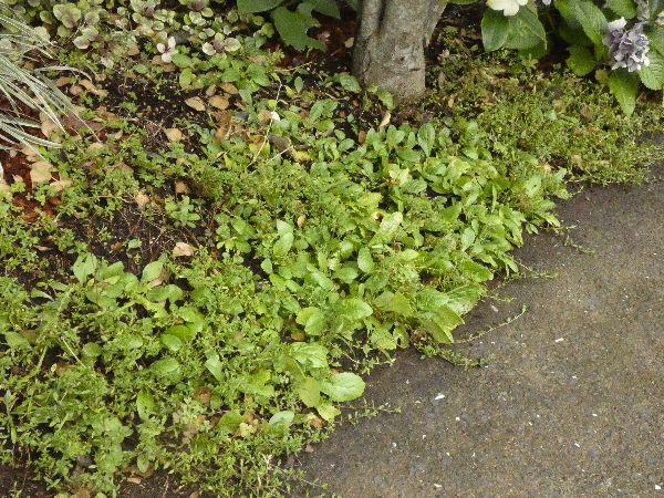 わが家の雑草対策：グランドカバーの役割を果たすオオバコ