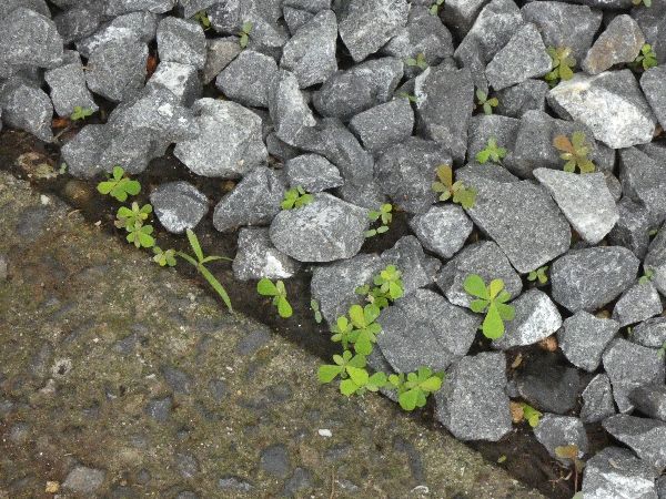 わが家の雑草対策：砂利による雑草対策と注意点