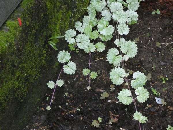 わが家の雑草対策：日向で雑草対策の役割を果たすグレコマ
