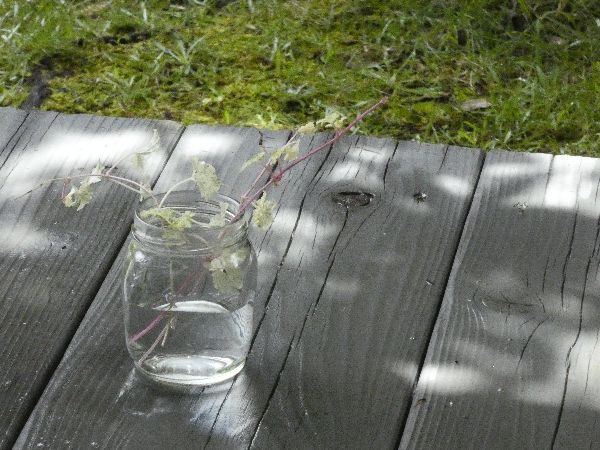 わが家の雑草対策：挿し芽で試し植えが出来るグレコマ