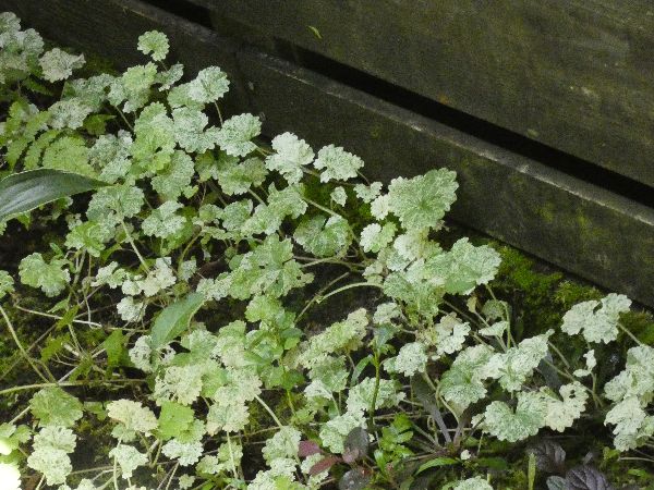 わが家の雑草対策：グレコマによる雑草対策