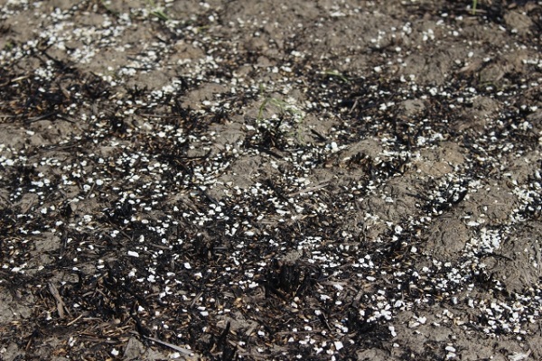 スギナの駆除対策：石灰窒素の効果