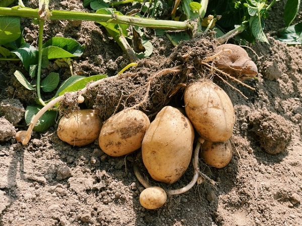 スギナの駆除対策：スギナの根茎、じゃがいも、根茎代表選手