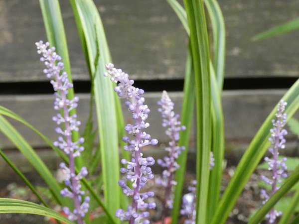 スギナの駆除対策：スギナの繁殖力を弱める植物の選び方