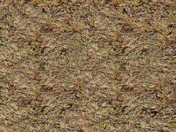 除草剤を使用したスギナの駆除方法：除草剤使用後の状態
