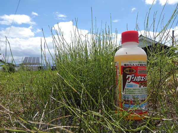 除草剤を使用したスギナの駆除方法：除草剤の使用方法で決まる駆除の効果